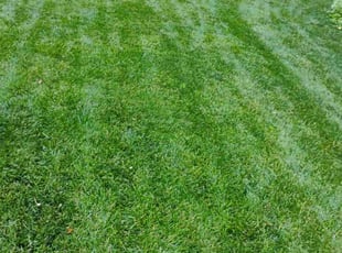 Tami M.'s grass cutting service result