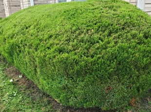 Lonina R.'s Bush Trimming service result