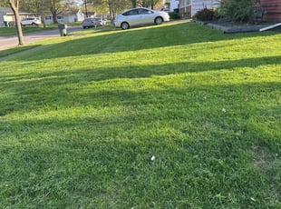 Elizabeth L.'s turf care service result