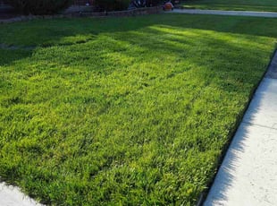 Jade M.'s lawn maintenance service result