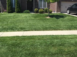 Paul M.'s Bush Trimming service result