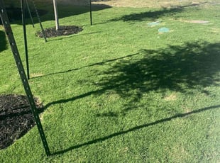 Deborah K.'s turf care service result