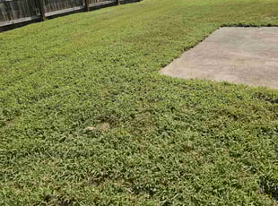 Jimberly H.'s grass maintenance service result