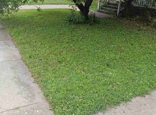 Neil P.'s grass cutting service result