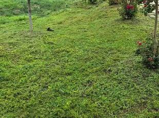 Mary W.'s turf care service result