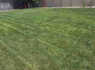 Candice R.'s lawn care service result