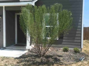 Joshua D.'s Bush Trimming service result