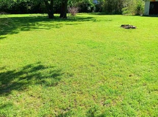 Chandra M.'s turf maintenance service result