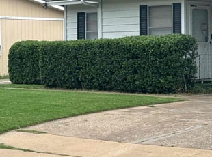 Donna K.'s Bush Trimming service result