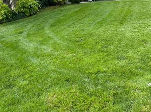 Kim L.'s turf care service result