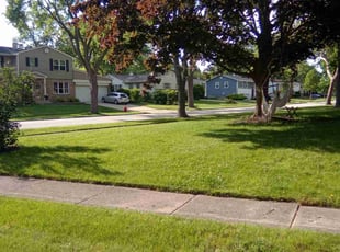 Noel R.'s grass cutting service result