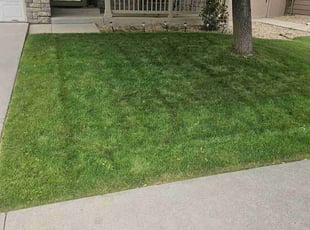 Suzette B.'s lawn service service result
