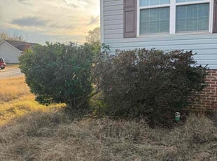 James S.'s Bush Trimming service result