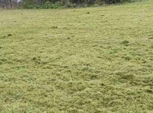 Grant J.'s turf care service result