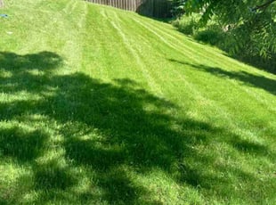 Erica G.'s grass cutting service result
