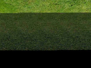Rosy P.'s lawn care services service result