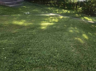 Anna B.'s lawn care service result
