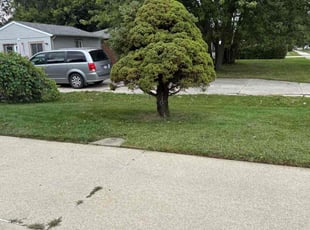 Jane B.'s lawn maintenance service result