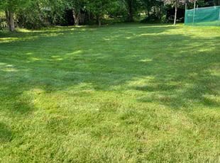 Dianne P.'s turf maintenance service result