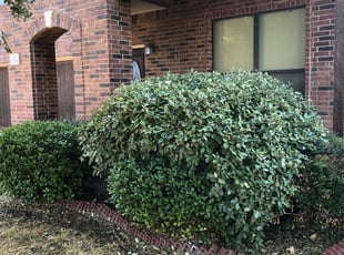 Meadow M.'s Bush Trimming service result