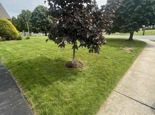 Mark S.'s lawn care services service result