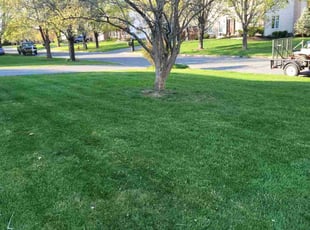 Nautasha M.'s lawn maintenance service result