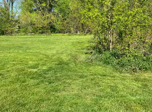 Troy D.'s lawn care service result
