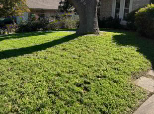 Lisa S.'s turf maintenance service result