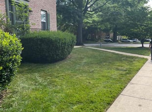 Diane J.'s turf care service result