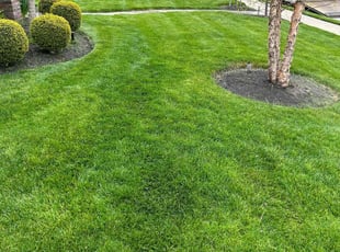 Maureen D.'s lawn care services service result