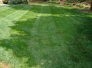 Carlos S.'s turf maintenance service result