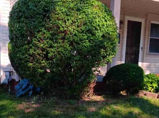 Birdie R.'s Bush Trimming service result