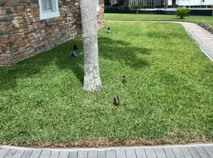 Chiya D.'s turf care service result