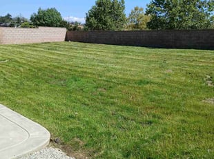 Carla B.'s turf care service result