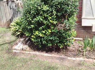 Greg S.'s Bush Trimming service result