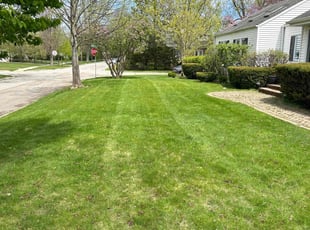 Amber H.'s turf maintenance service result