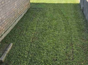 Catherine W.'s lawn care service result