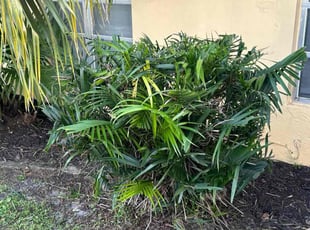 Alexandra B.'s Bush Trimming service result
