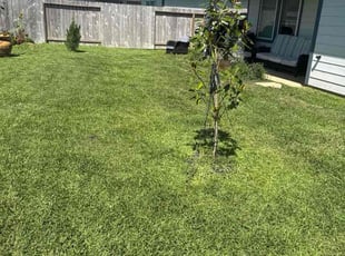 Sydney K.'s turf maintenance service result
