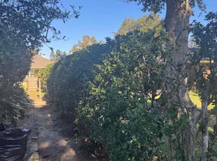 Jeremy W.'s Bush Trimming service result