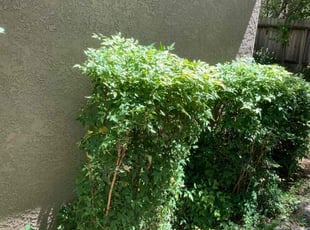 Antonino C.'s Bush Trimming service result