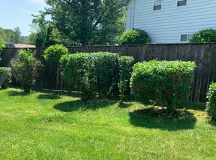 Sonu P.'s Bush Trimming service result