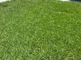 Andrew S.'s lawn care services service result
