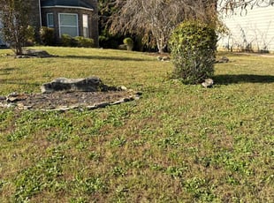 Angel M.'s Bush Trimming service result