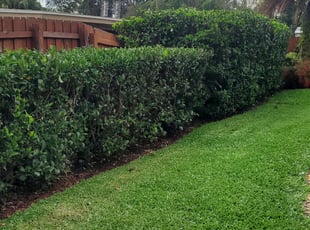 Brad S.'s Bush Trimming service result