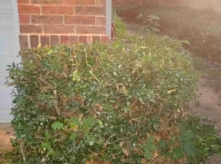 Luther S.'s Bush Trimming service result
