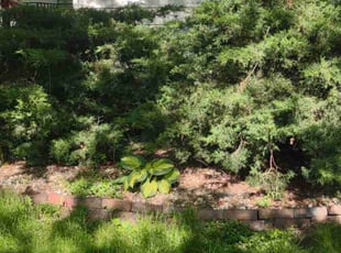 Kylie D.'s Bush Trimming service result