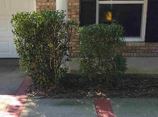 Derriel D.'s Bush Trimming service result