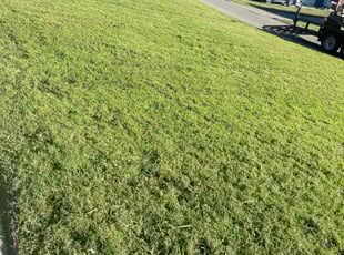 Michele C.'s turf maintenance service result