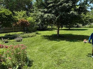 Deborah T.'s grass cutting service result